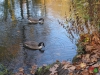 Rombergpark33