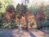 Rombergpark42