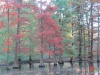 Rombergpark43