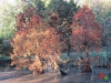 Rombergpark45