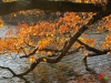 Rombergpark51